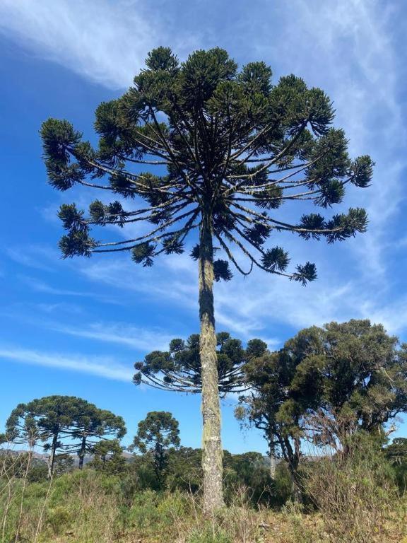 Recanto Luz Da Serra أوروبيسي المظهر الخارجي الصورة